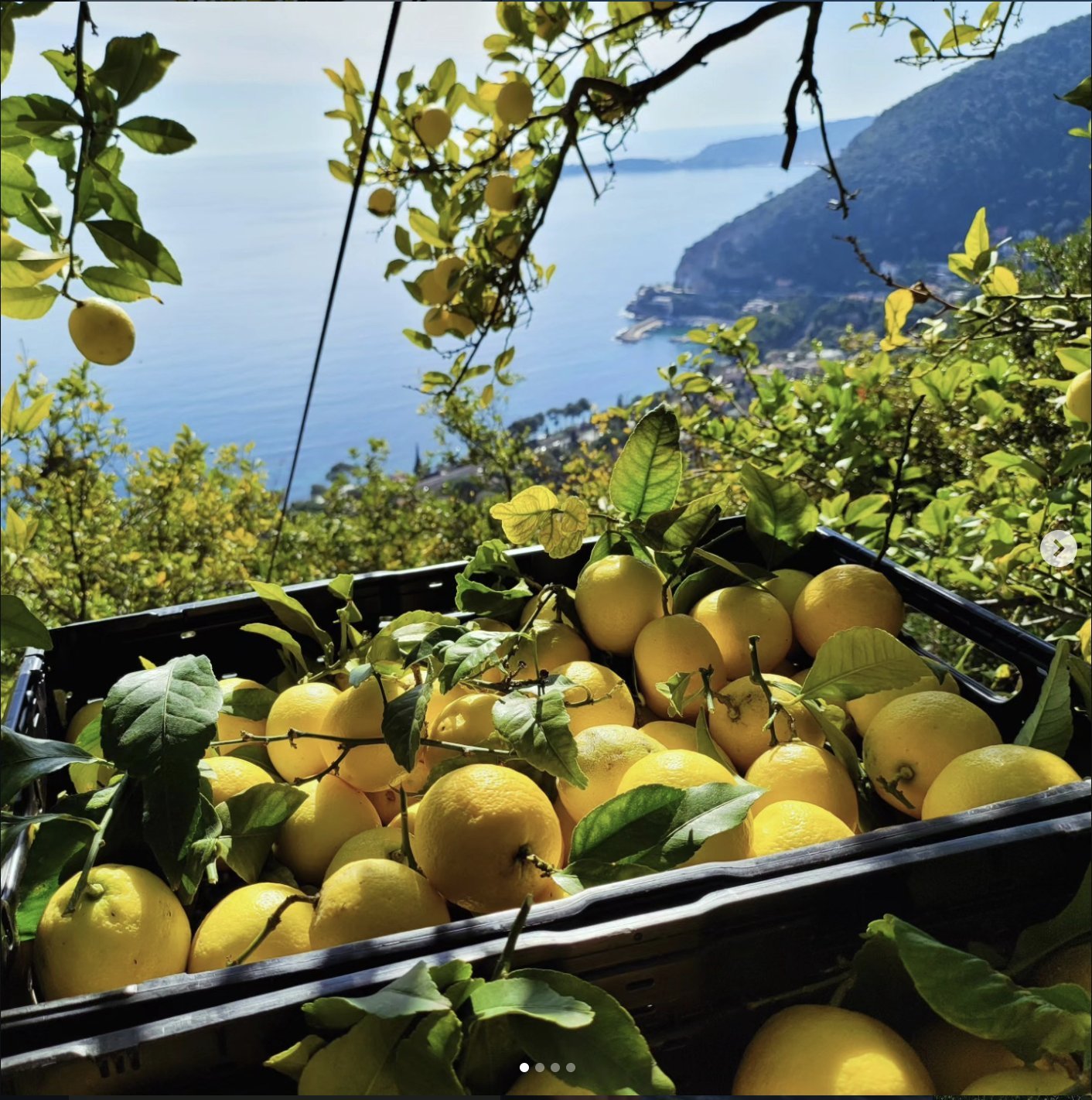 Cagette de citrons fraîchement cueillis posée sur une restanque, vue sur la mer en arrière-plan, lumière dorée de l'aube.